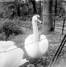 Image result for Sussex Swans