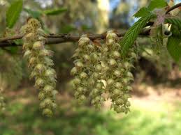 Attēlu rezultāti vaicājumam “Betula pendula flower”