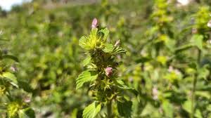 Attēlu rezultāti vaicājumam “Galeopsis bifida flower”