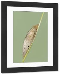 Attēlu rezultāti vaicājumam “Euthrix potatoria cocoon”