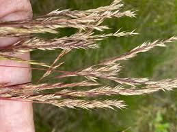Attēlu rezultāti vaicājumam “Festuca rubra subsp. rubra fruit”