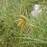 Attēlu rezultāti vaicājumam “Carex pseudocyperus female flower”