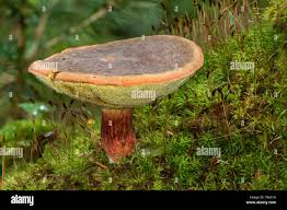 Attēlu rezultāti vaicājumam “Xerocomus pruinatus”