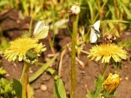 Attēlu rezultāti vaicājumam “Pieris napi underside”