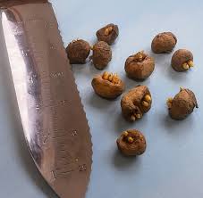 Attēlu rezultāti vaicājumam “Corydalis solida fruit”