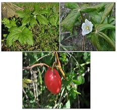 Attēlu rezultāti vaicājumam “Podophyllum hexandrum fruit”