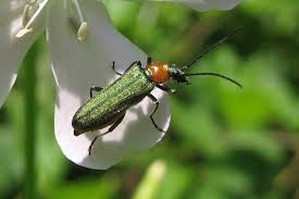 Attēlu rezultāti vaicājumam “Anogcodes melanurus”