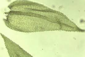 Attēlu rezultāti vaicājumam “Brachythecium”