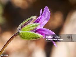 Attēlu rezultāti vaicājumam “Erodium cicutarium bud”