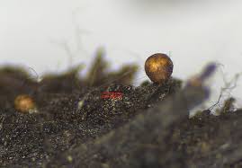 Attēlu rezultāti vaicājumam “Trichia contorta”