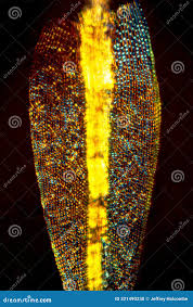 Attēlu rezultāti vaicājumam “Dicranum flagellare”