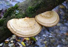 Attēlu rezultāti vaicājumam “Daedaleopsis confragosa”