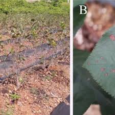 Attēlu rezultāti vaicājumam “Aronia melanocarpa leaf”