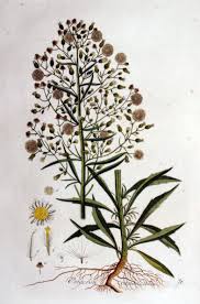 Attēlu rezultāti vaicājumam “Erigeron canadensis”