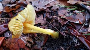 Attēlu rezultāti vaicājumam “Hygrocybe acutoconica”