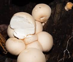 Attēlu rezultāti vaicājumam “Lycoperdon perlatum”