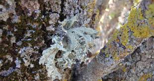 Attēlu rezultāti vaicājumam “Ramalina fastigiata”