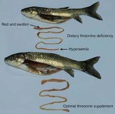 Image result for Ctenopharyngodon idella