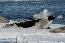 Image result for Pagophilus groenlandicus