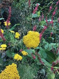 Image result for Achillea filipendulina