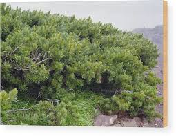 Attēlu rezultāti vaicājumam “Pinus pumila”