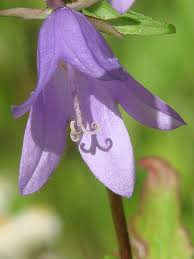 Image result for Campanula rapunculoides
