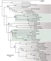 Attēlu rezultāti vaicājumam “Corvidae”