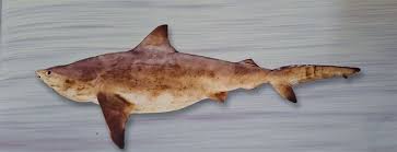 Image result for Carcharhinus