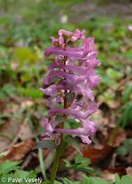 Attēlu rezultāti vaicājumam “Corydalis cava fruit”
