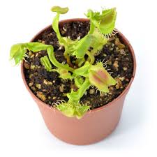 Attēlu rezultāti vaicājumam “Diachea muscorum stalked”