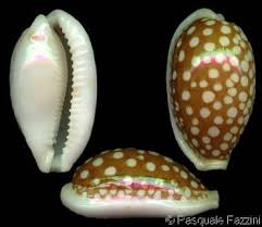 Attēlu rezultāti vaicājumam “Cribraria oregana”