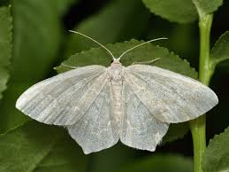 Attēlu rezultāti vaicājumam “Jodis putata”