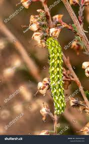 Attēlu rezultāti vaicājumam “Anarta myrtilli larva”