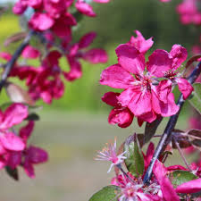 Attēlu rezultāti vaicājumam “Malus purpurea leaf”