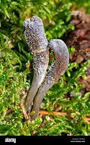 Attēlu rezultāti vaicājumam “Cordyceps ophioglossoides”