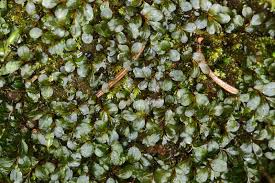 Attēlu rezultāti vaicājumam “Rhizomnium punctatum sporophyte”