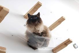 Image result for invisible cat