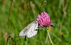 Attēlu rezultāti vaicājumam “Aporia crataegi female”