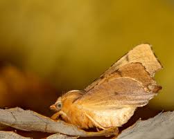 Attēlu rezultāti vaicājumam “Ennomos erosaria”