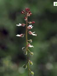 Attēlu rezultāti vaicājumam “Circaea alpina flower”