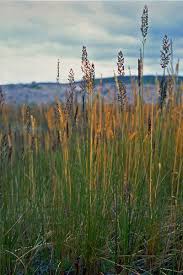 Attēlu rezultāti vaicājumam “Calamagrostis stricta”