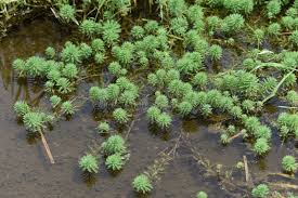 Attēlu rezultāti vaicājumam “Haloragaceae”