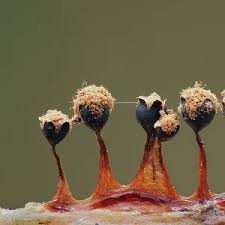 Attēlu rezultāti vaicājumam “Metatrichia floriformis macro”