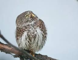 Attēlu rezultāti vaicājumam “Glaucidium passerinum”