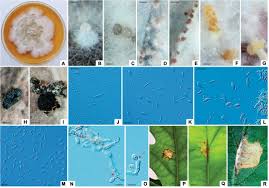 Attēlu rezultāti vaicājumam “Diderma subviridifuscum var. macrospora* macro”