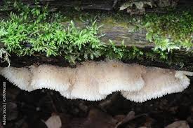 Attēlu rezultāti vaicājumam “Phlebia tremellosa”