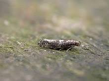 Attēlu rezultāti vaicājumam “Acrolepiopsis assectella”