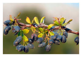 Attēlu rezultāti vaicājumam “Barbarea vulgaris subsp. arcuata fruit”