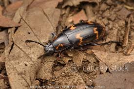 Attēlu rezultāti vaicājumam “Erotylidae”