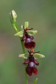 Attēlu rezultāti vaicājumam “Ophrys insectifera leaf”